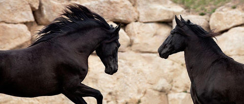 Challenging  each Other White Modern Wood Framed Art Print with Double Matting by Llovet, Jorge