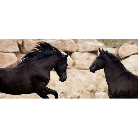 Challenging each Other Black Modern Wood Framed Art Print with Double Matting by Llovet, Jorge