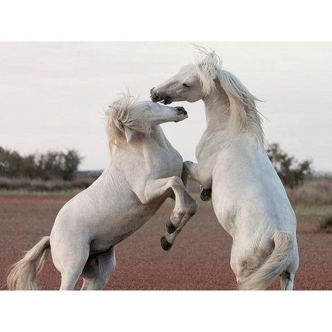 Male Competition Black Modern Wood Framed Art Print with Double Matting by Llovet, Jorge