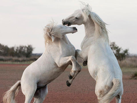 Male Competition Black Ornate Wood Framed Art Print with Double Matting by Llovet, Jorge