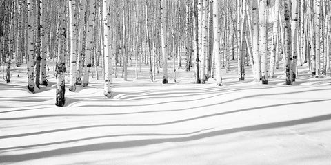 Aspen Shadows White Modern Wood Framed Art Print with Double Matting by Butcher, Dave