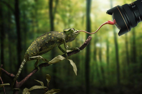 Just a Chameleon action shooting… Black Ornate Wood Framed Art Print with Double Matting by John Wilhelm is a Photoholic