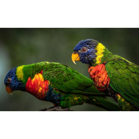 Green Birds Black Modern Wood Framed Art Print by Ronin