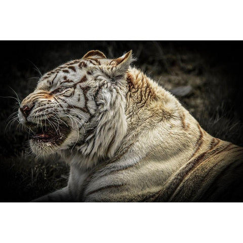 The Lygar White Modern Wood Framed Art Print by Ronin