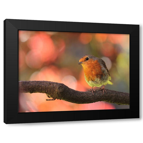 Bird 18 Black Modern Wood Framed Art Print with Double Matting by Lee, Rachel