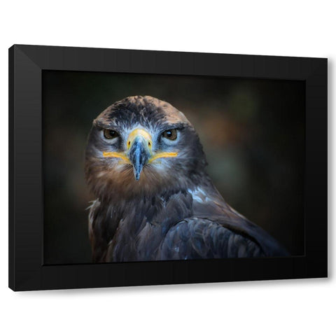 Bird 20 Black Modern Wood Framed Art Print with Double Matting by Lee, Rachel