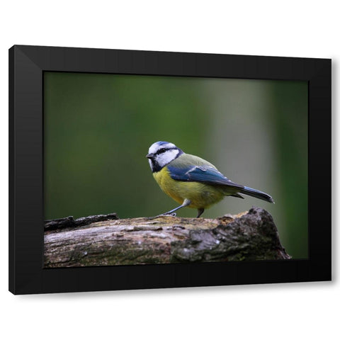 Bird 22 Black Modern Wood Framed Art Print with Double Matting by Lee, Rachel