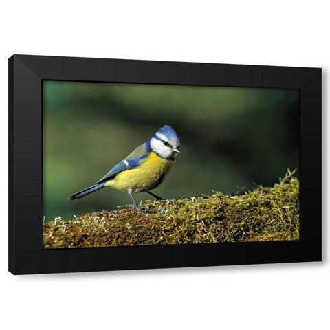 Bird 3 Black Modern Wood Framed Art Print with Double Matting by Lee, Rachel