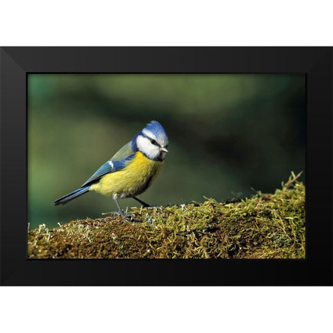 Bird 3 Black Modern Wood Framed Art Print by Lee, Rachel