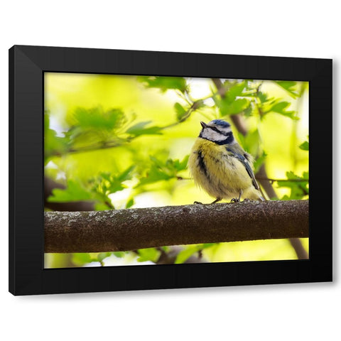 Bird 38 Black Modern Wood Framed Art Print with Double Matting by Lee, Rachel