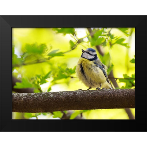 Bird 38 Black Modern Wood Framed Art Print by Lee, Rachel
