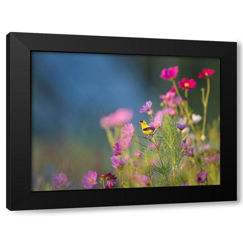Bird 40 Black Modern Wood Framed Art Print by Lee, Rachel