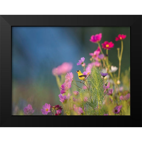 Bird 40 Black Modern Wood Framed Art Print by Lee, Rachel