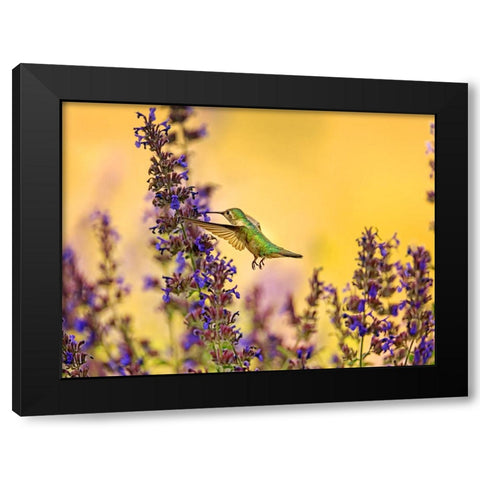 Bird 50 Black Modern Wood Framed Art Print with Double Matting by Lee, Rachel