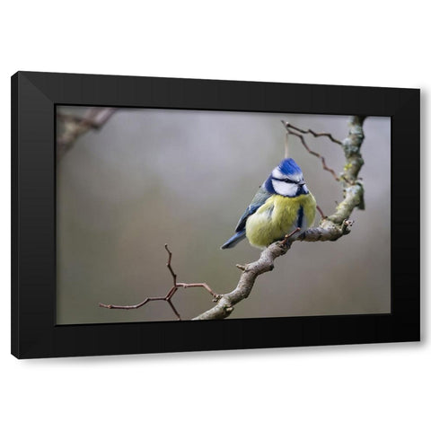 Bird 53 Black Modern Wood Framed Art Print by Lee, Rachel