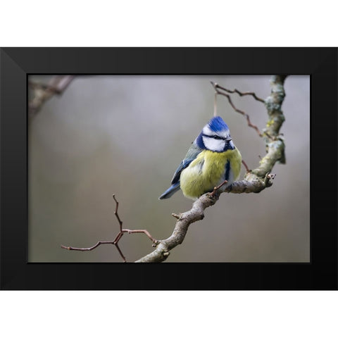 Bird 53 Black Modern Wood Framed Art Print by Lee, Rachel