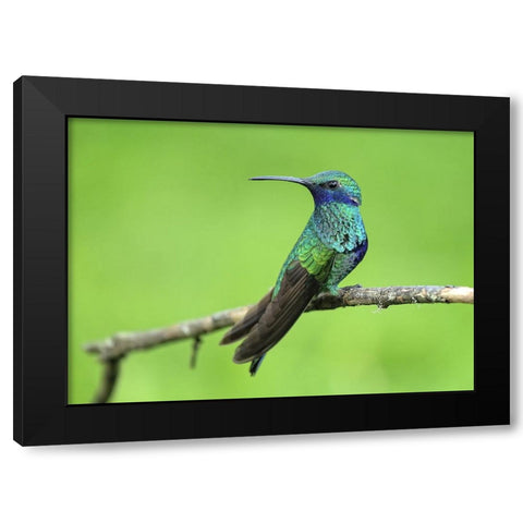 Bird 6 Black Modern Wood Framed Art Print with Double Matting by Lee, Rachel