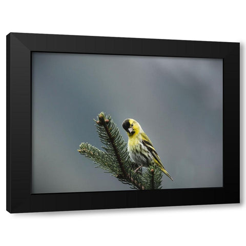 Bird 62 Black Modern Wood Framed Art Print by Lee, Rachel