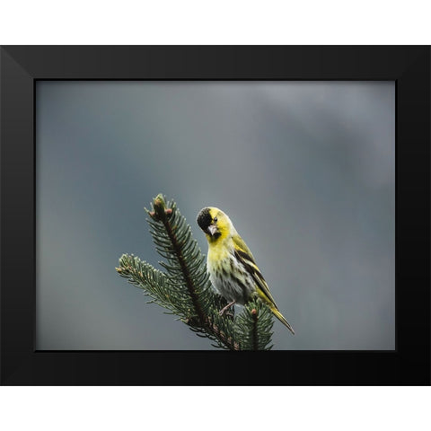 Bird 62 Black Modern Wood Framed Art Print by Lee, Rachel