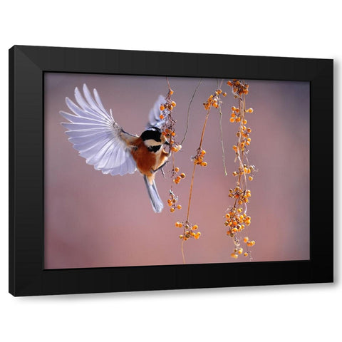 Bird 63 Black Modern Wood Framed Art Print with Double Matting by Lee, Rachel