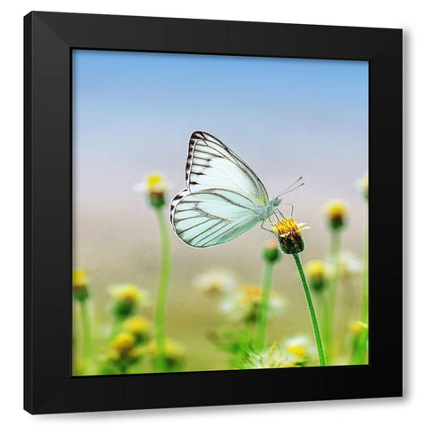 Butterfly 10 Dyptych Panel 1 Black Modern Wood Framed Art Print with Double Matting by Lee, Rachel