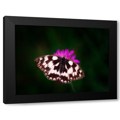 Butterfly 3 Black Modern Wood Framed Art Print by Lee, Rachel