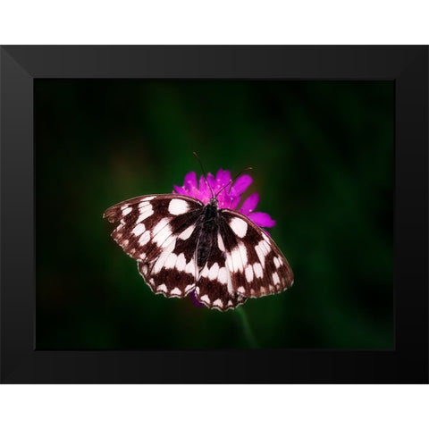 Butterfly 3 Black Modern Wood Framed Art Print by Lee, Rachel