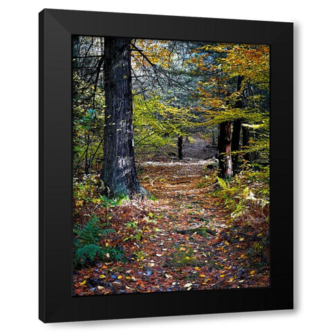 Country Road 19 Black Modern Wood Framed Art Print by Lee, Rachel