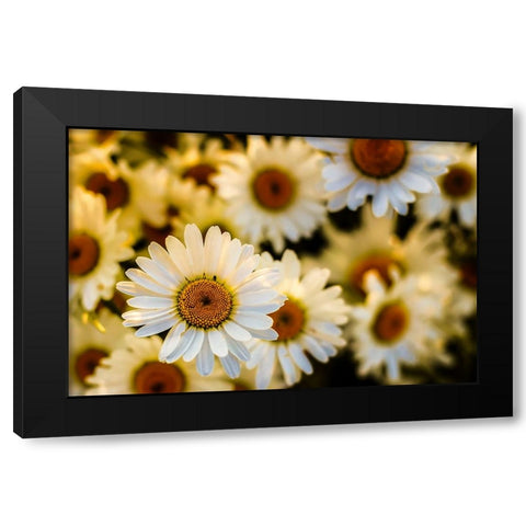 Daisies Black Modern Wood Framed Art Print with Double Matting by Lee, Rachel