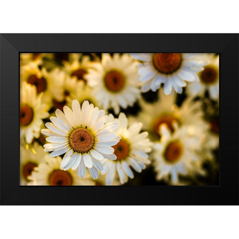 Daisies Black Modern Wood Framed Art Print by Lee, Rachel