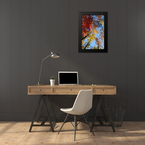 Fall Trees Black Modern Wood Framed Art Print by Lee, Rachel