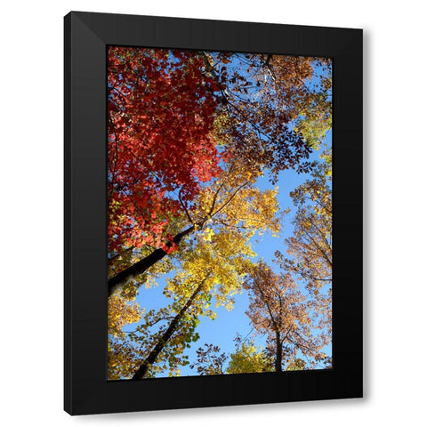 Fall Trees Black Modern Wood Framed Art Print with Double Matting by Lee, Rachel