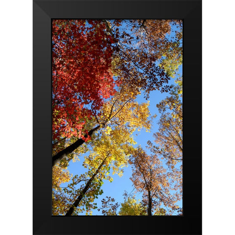 Fall Trees Black Modern Wood Framed Art Print by Lee, Rachel