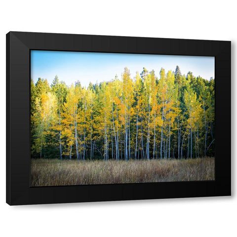 Fall Trees 10 Black Modern Wood Framed Art Print with Double Matting by Lee, Rachel