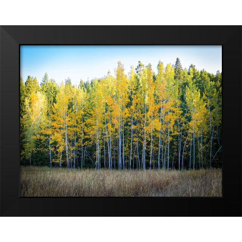 Fall Trees 10 Black Modern Wood Framed Art Print by Lee, Rachel