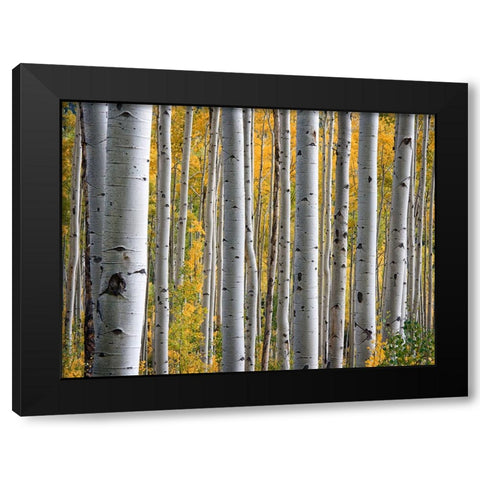 Fall Trees 11 Black Modern Wood Framed Art Print with Double Matting by Lee, Rachel