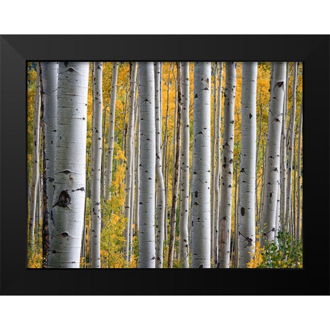 Fall Trees 11 Black Modern Wood Framed Art Print by Lee, Rachel
