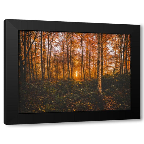 Fall Trees 12 Black Modern Wood Framed Art Print by Lee, Rachel