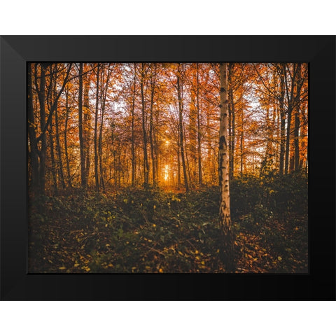 Fall Trees 12 Black Modern Wood Framed Art Print by Lee, Rachel