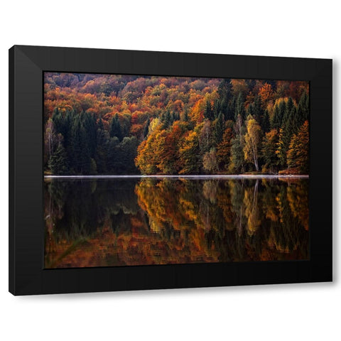 Fall Trees 13 Black Modern Wood Framed Art Print with Double Matting by Lee, Rachel