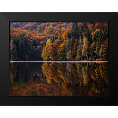 Fall Trees 13 Black Modern Wood Framed Art Print by Lee, Rachel