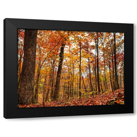 Fall Trees 19 Black Modern Wood Framed Art Print by Lee, Rachel