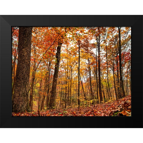 Fall Trees 19 Black Modern Wood Framed Art Print by Lee, Rachel
