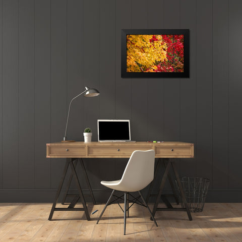 Fall Trees 2 Black Modern Wood Framed Art Print by Lee, Rachel
