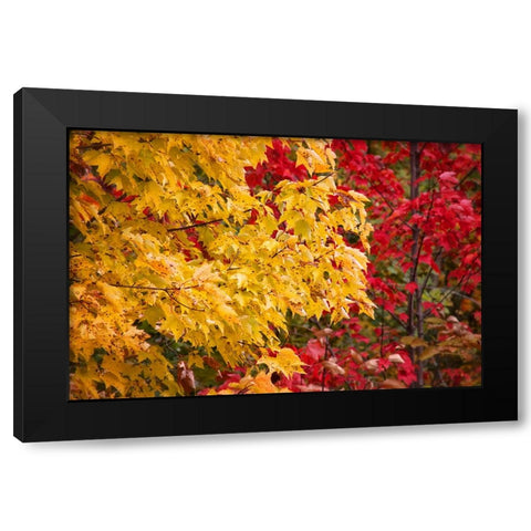 Fall Trees 2 Black Modern Wood Framed Art Print by Lee, Rachel