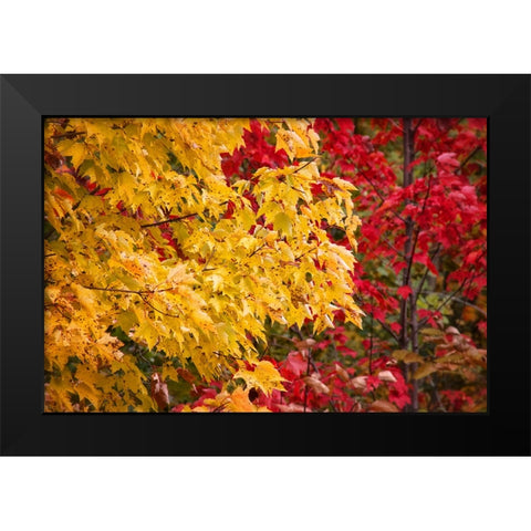 Fall Trees 2 Black Modern Wood Framed Art Print by Lee, Rachel