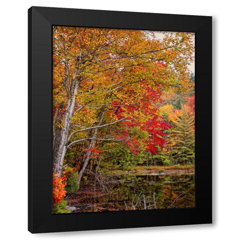 Fall Trees 7 Black Modern Wood Framed Art Print by Lee, Rachel