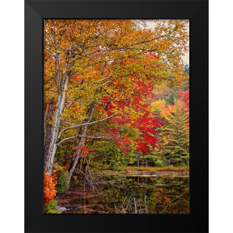 Fall Trees 7 Black Modern Wood Framed Art Print by Lee, Rachel
