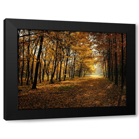 Fall Trees 9 Black Modern Wood Framed Art Print by Lee, Rachel