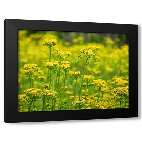 Field 16 Black Modern Wood Framed Art Print by Lee, Rachel